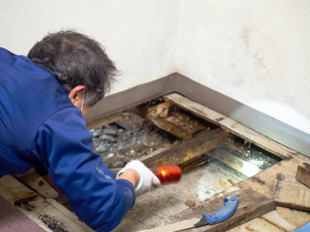 Trusted Herrin, IL Mold Remediation Experts