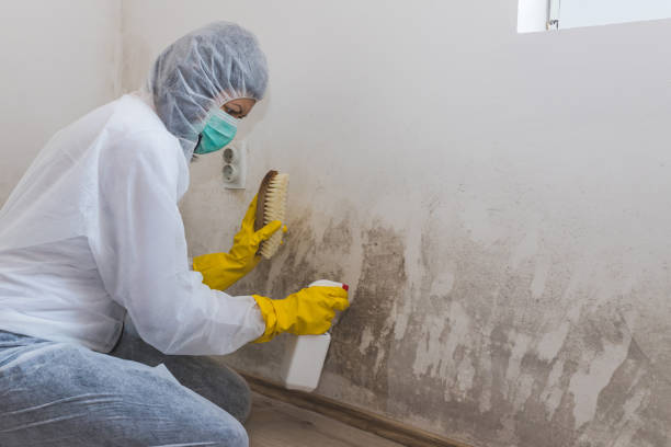 Best Bathroom Mold Remediation in Herrin, IL