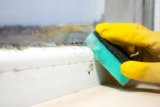 Best Residential Mold Remediation in Herrin, IL