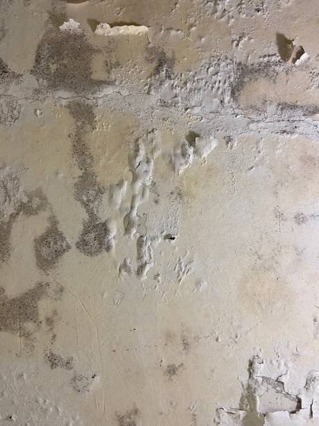 Best DIY Mold Remediation Support Services in Herrin, IL