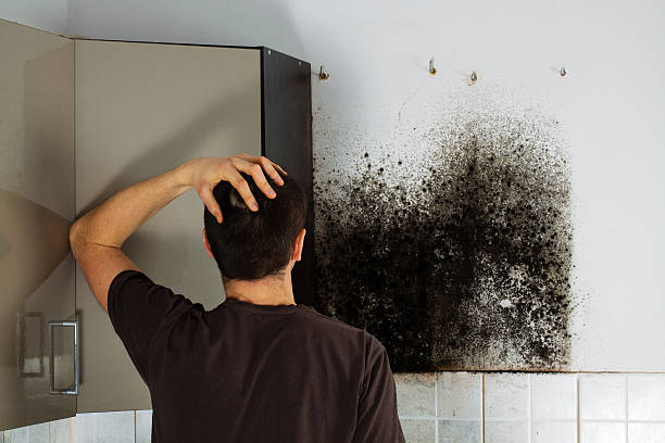 Best Insurance-Related Mold Remediation in Herrin, IL