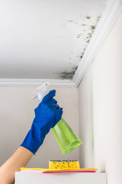 Best Health and Safety Mold Remediation in Herrin, IL